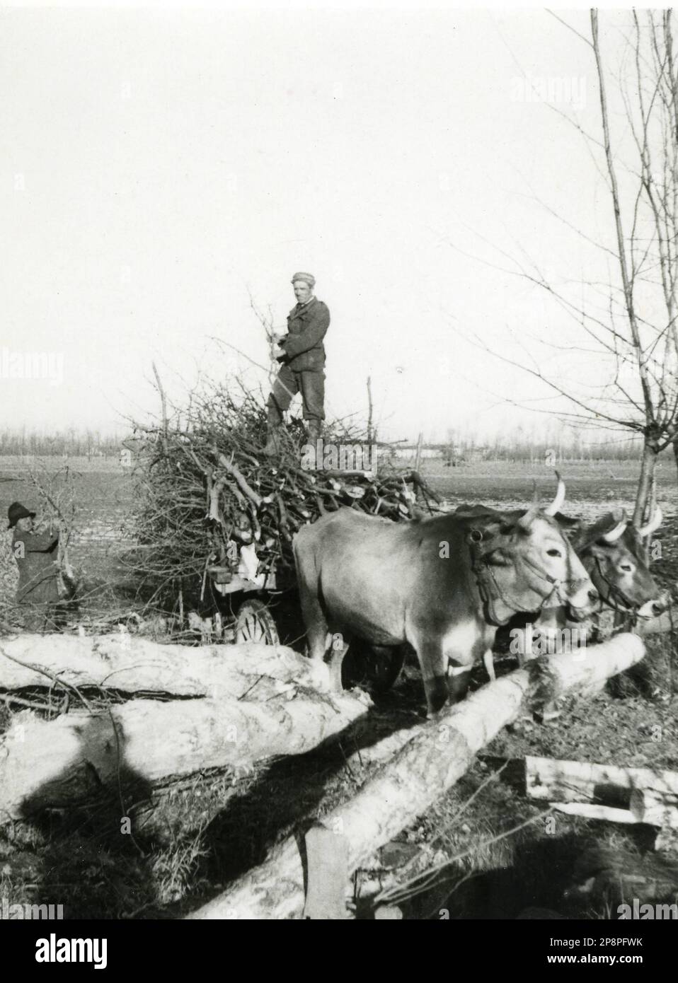 Agricoltura e Allevamento - Raccolta delle ramaglie in Fascine (anni 40) Stockfoto