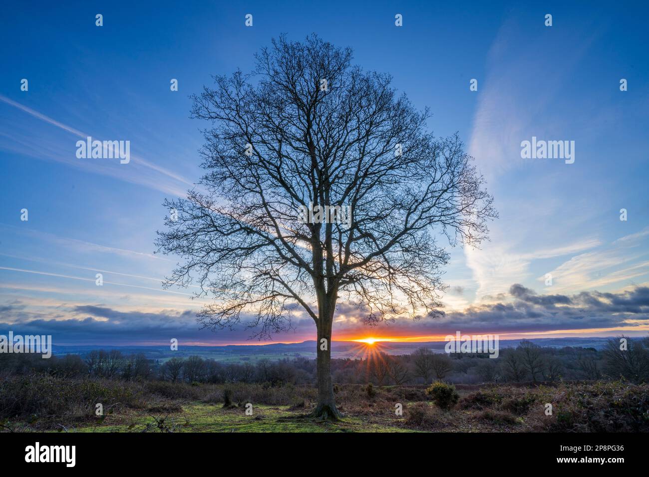 England, West Midlands, Kinver. Baum bei Sonnenaufgang im Heideland von Kiver Edge - einst Standort eines Hillfort aus der Eisenzeit Stockfoto