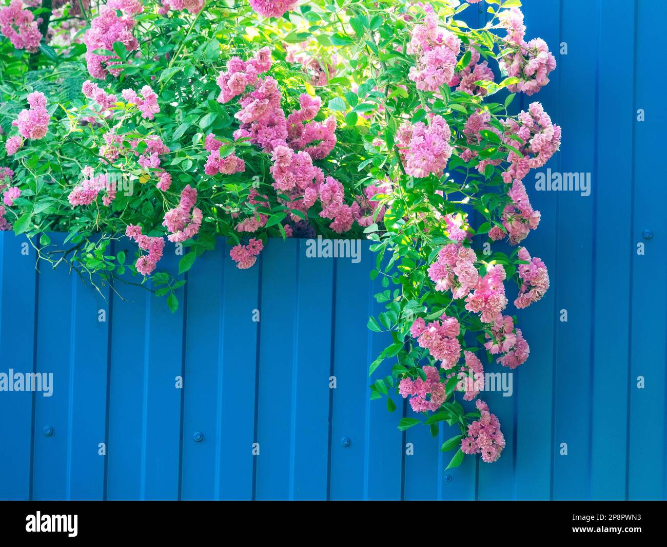 Gartengestaltung, Blumenzucht. Ein Rosenarium aus verschlungenen Rosen (Rosa multiflora) verleiht einem gewöhnlichen blauen Metallzaun Bedeutung Stockfoto