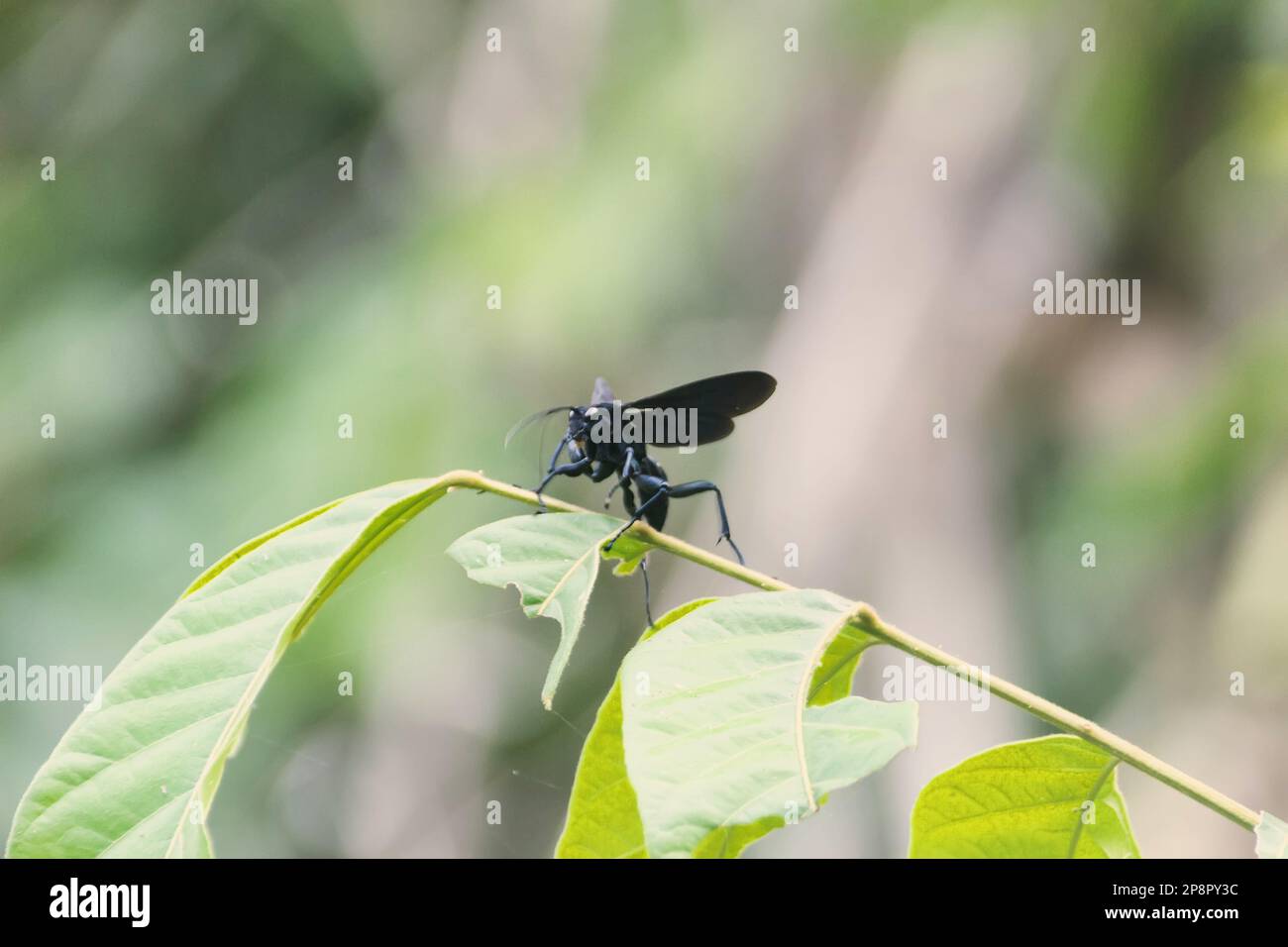 Blaue schwarze Wespe - Sphecidae. Die Blätter wurden offensichtlich von Bienen geschnitten, die Blätter schneiden. Killer-Wespen lähmen die Biene und tragen die Larven weg. Thailand Stockfoto