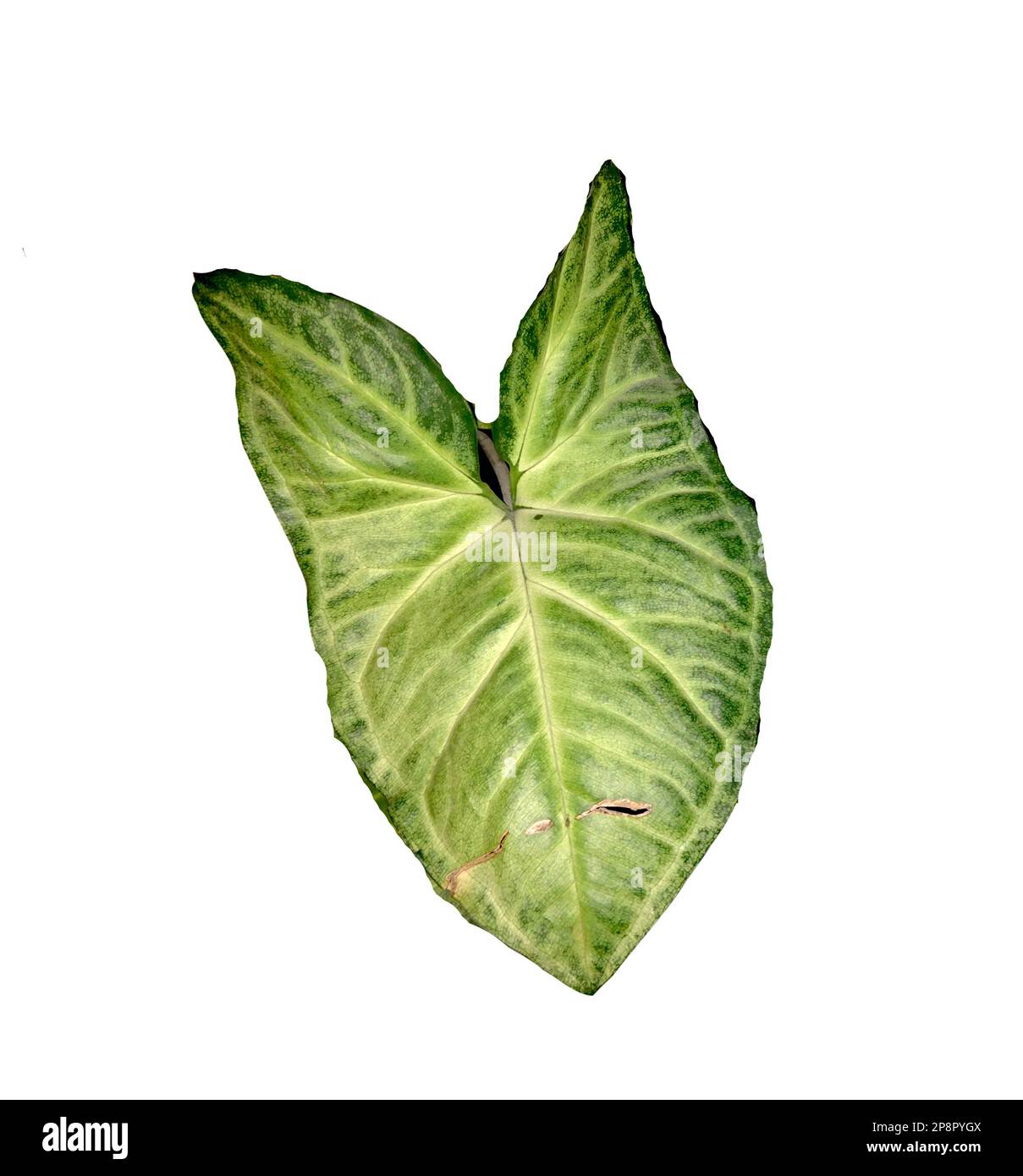arrowhead-Reben (Syngonium podophyllum), auf weiß isoliert Stockfoto