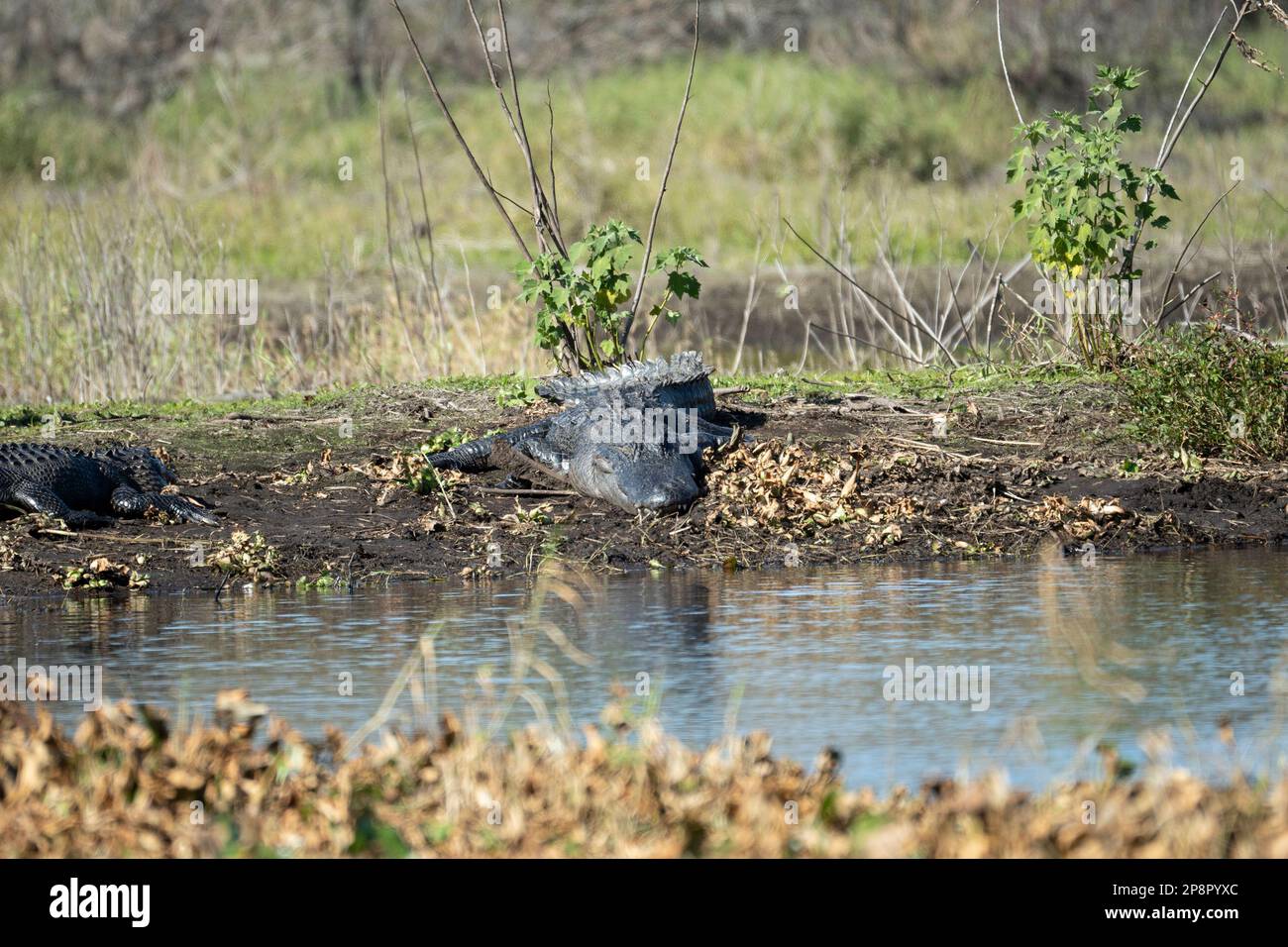 Amerikanische Alligatoren genießen die Hitze der Sonne am Ufer des Sees in Florida. Stockfoto