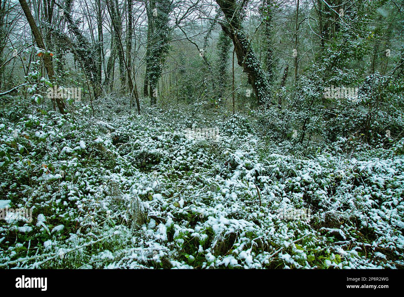 Früher Schnee. Herbstdickichte aus Brombeeren, Clematis und anderen Lianen sind mit Schnee bedeckt, der für den Süden unerwartet ist. Hainbuche-Wald Stockfoto