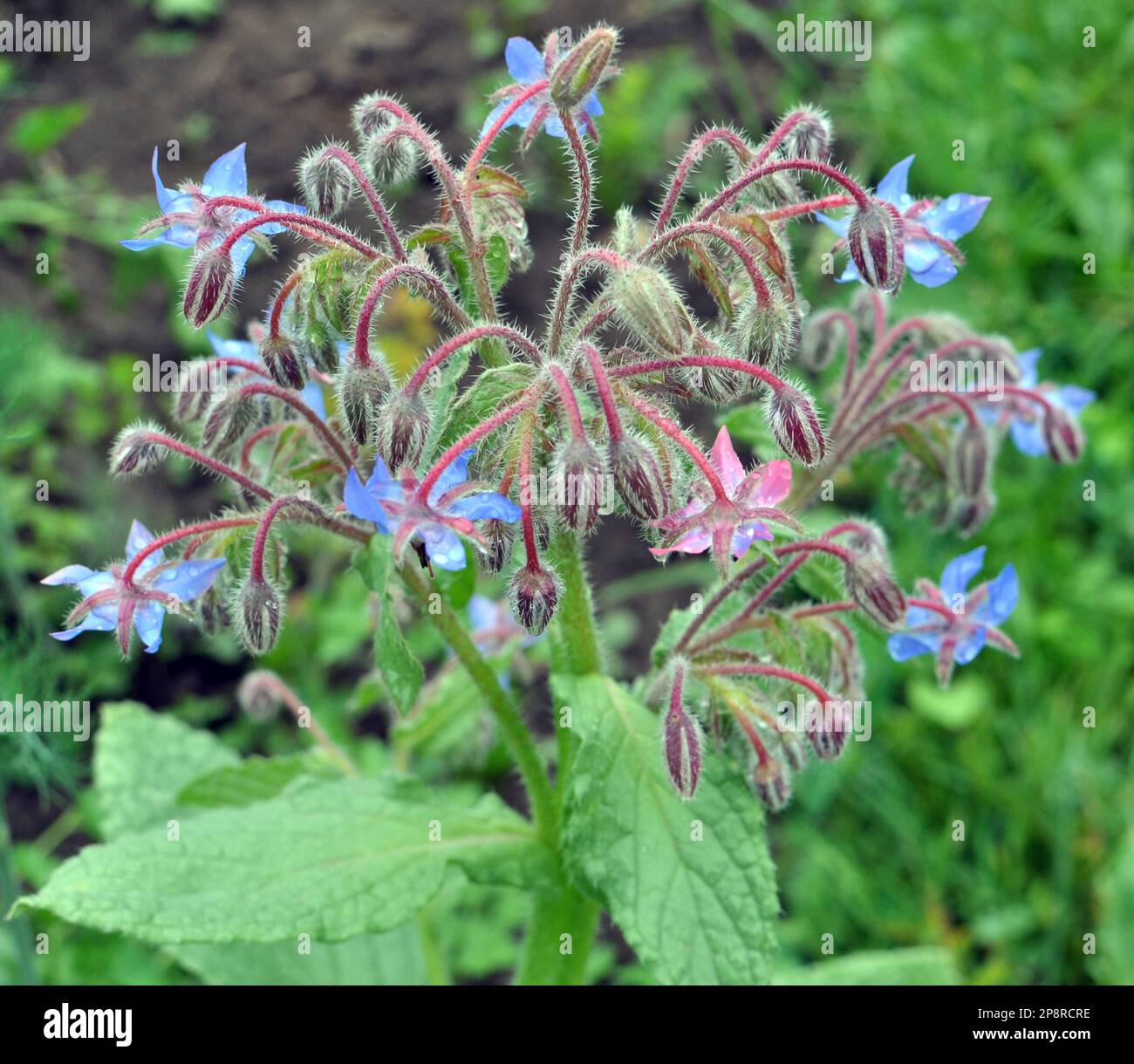 Im Sommer wächst Borretsch (Borago officinalis) in der Natur Stockfoto