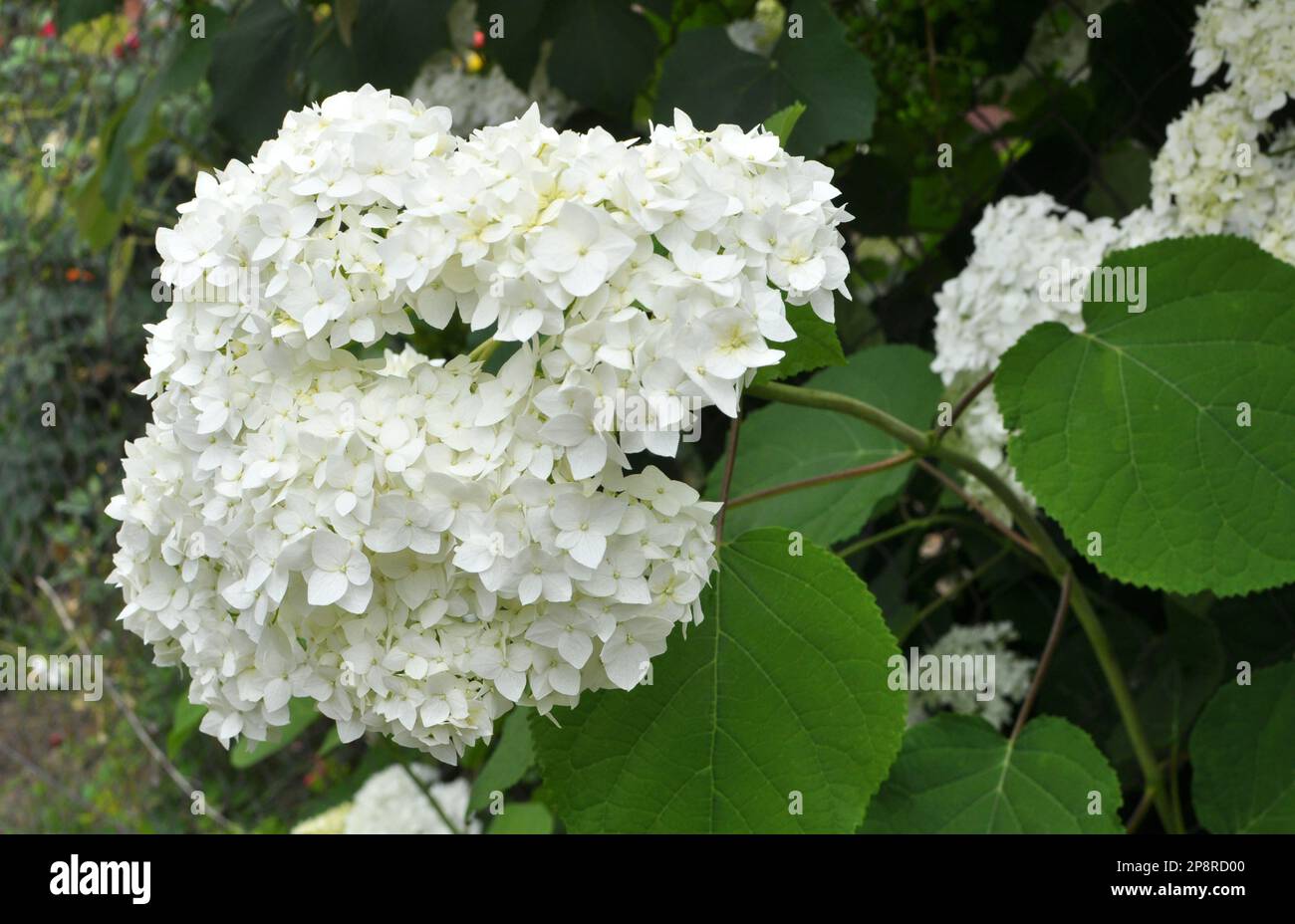 Baumhydrangeen blühen im Garten Stockfoto