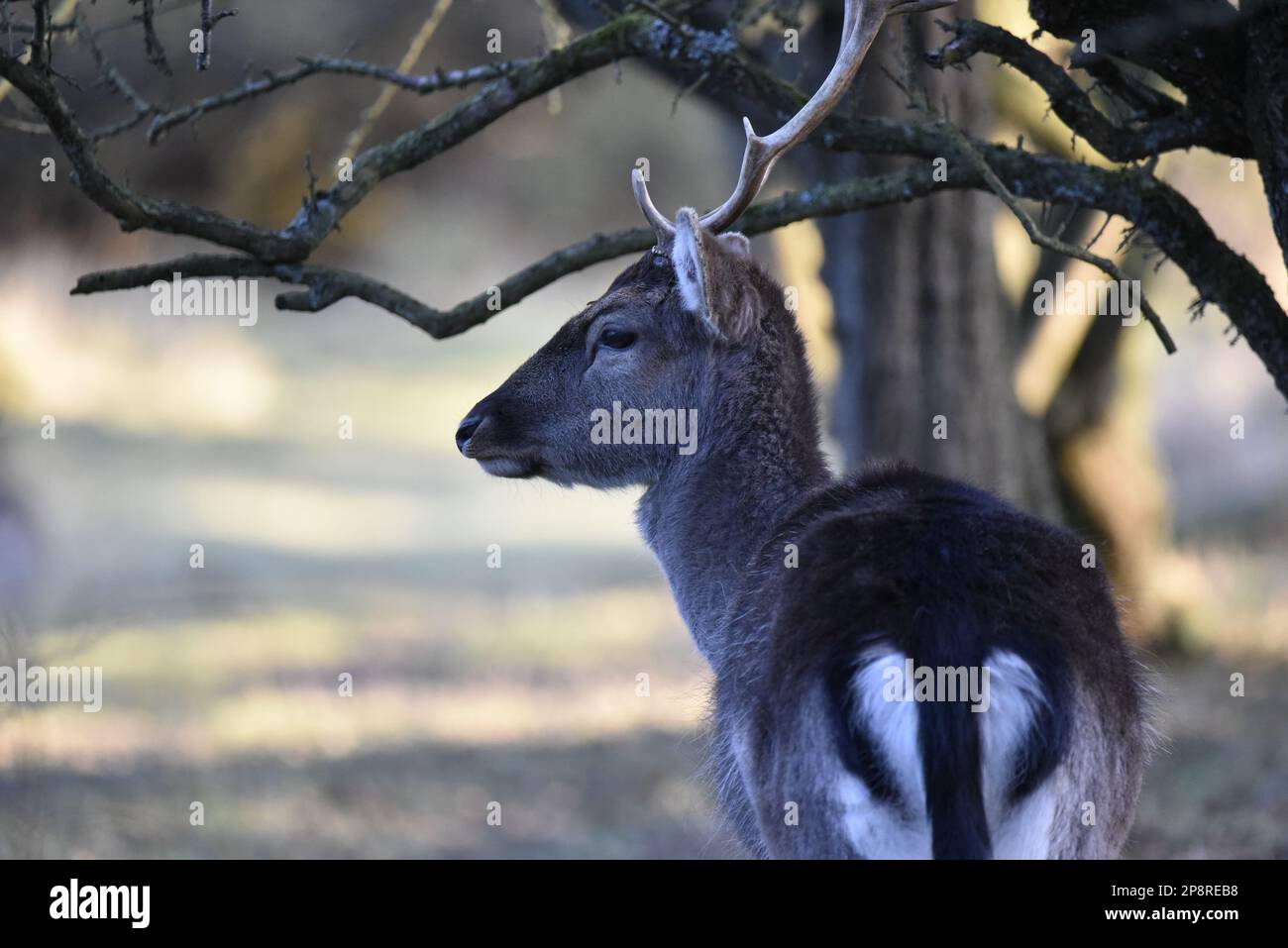 Männliches europäisches Damhirsch (Dama dama), Rückansicht mit Blick auf den Kopf links vom Bild, Zweige über Antlers, aufgenommen bei Cannock Chase in Großbritannien Stockfoto