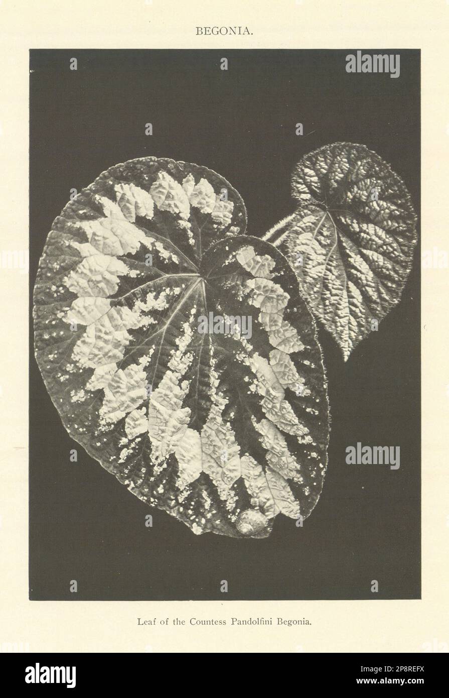 BEGONIA. Das Blatt der Gräfin Pandolfini Begonia. Pflanzen 1907 Jahre alte Fingerabdrücke Stockfoto