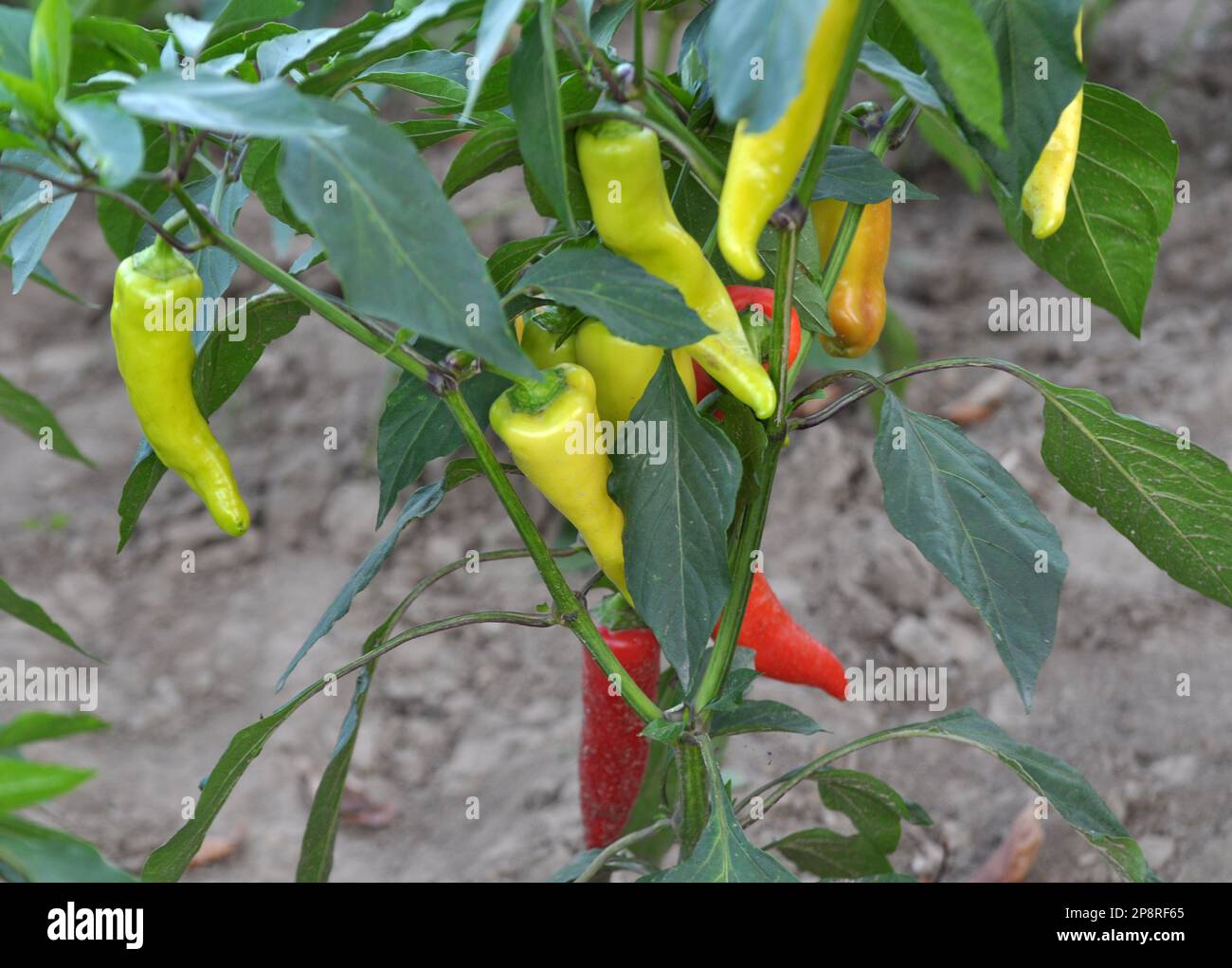 Auf offenem Boden wächst süßer Pfeffer Stockfoto