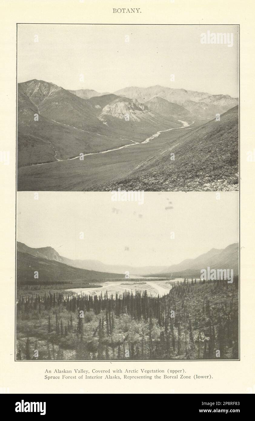 Arktische Vegetation Im Alaska-Tal. Innerer Spruce Forest Boreal Zone 1907 Stockfoto