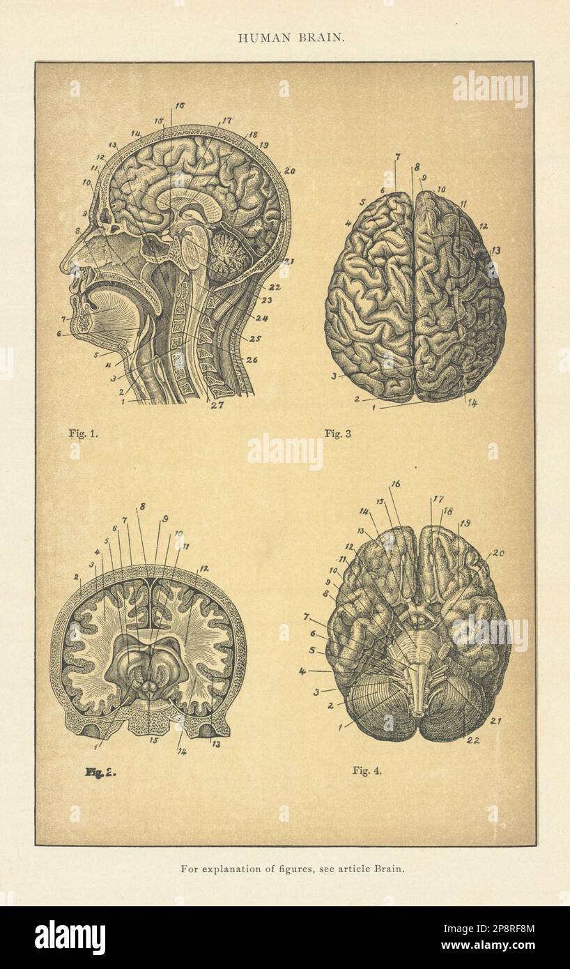 Menschliches Gehirn. Anatomie 1907 altes antikes Vintage-Druckbild Stockfoto