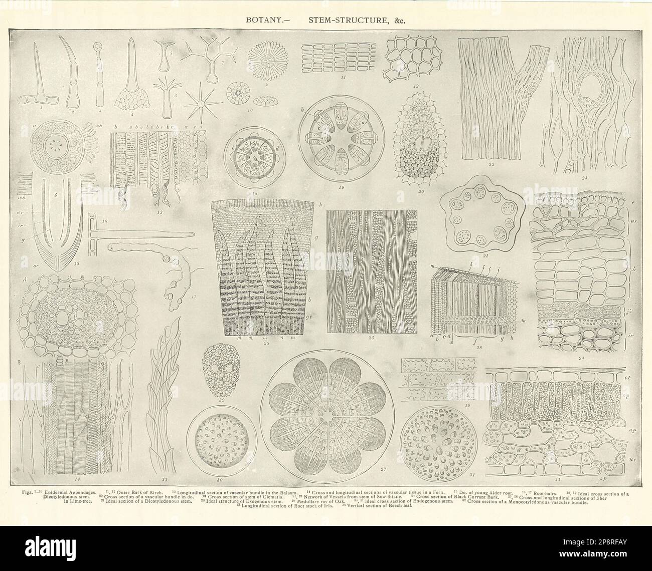 BOTANIK. STAMMSTRUKTUR epidermaler Appendages Bark Vascular Bundle Balsam 1907 Stockfoto