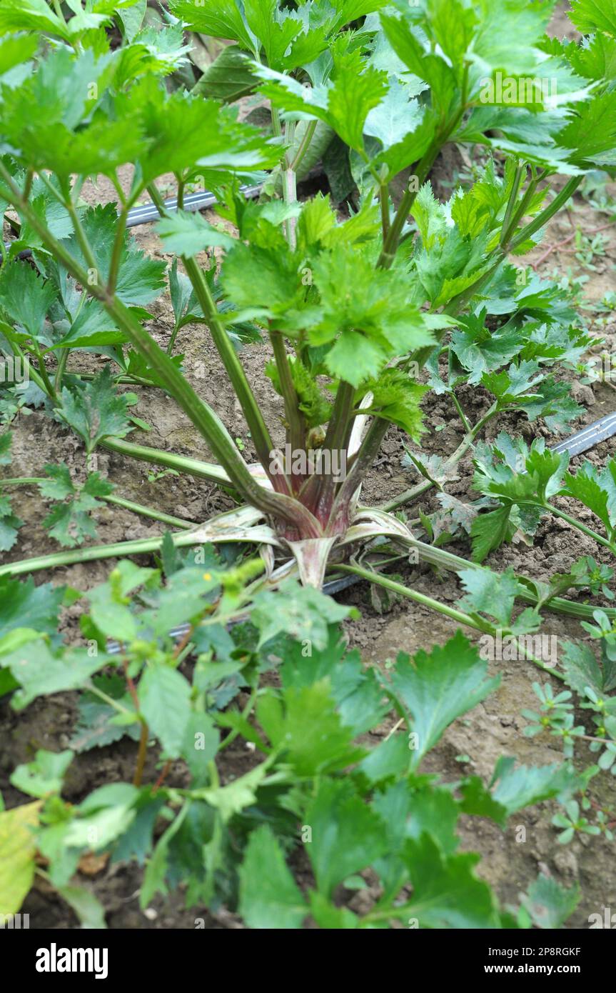 Sellerie wächst in offenem organischem Boden im Garten Stockfoto