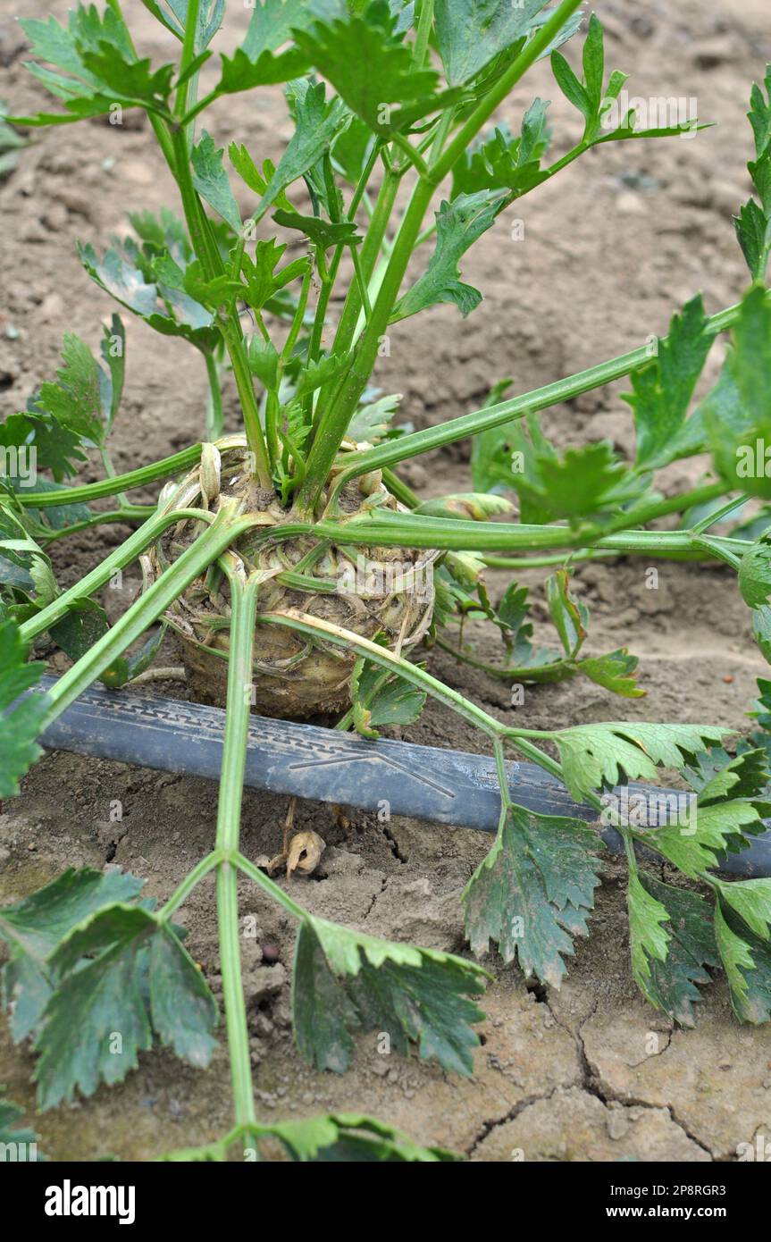 Sellerie wächst in offenem organischem Boden im Garten Stockfoto
