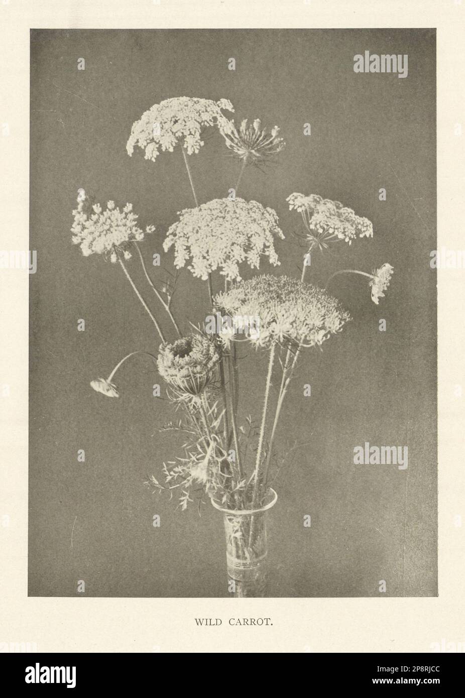 Wilde Karotte. Blumen 1907 Jahre altes antikes, altmodisches Druckbild Stockfoto