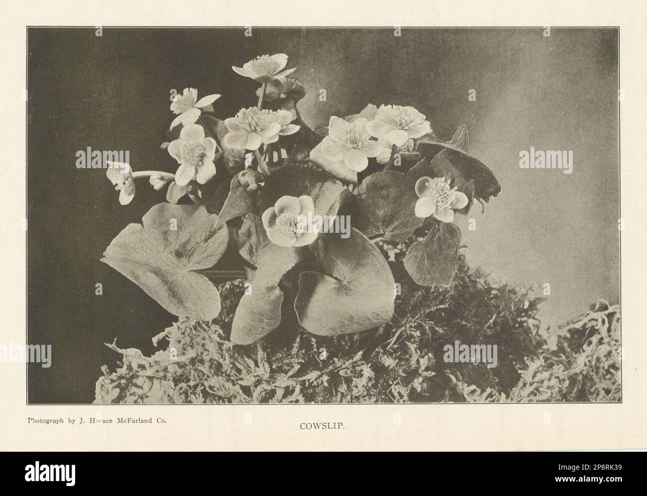 Ein Cowslip. Blumen 1907 Jahre altes antikes, altmodisches Druckbild Stockfoto