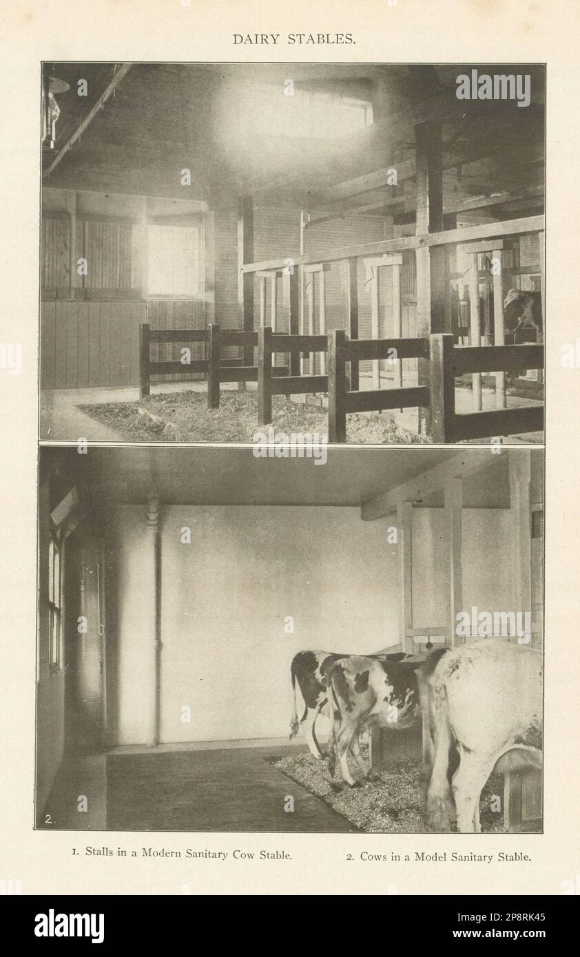 MILCHSTÄLLE. Verkaufsstände in einem modernen Sanitär-Kuhstall, 1907 Jahre alt, mit antikem Druck Stockfoto