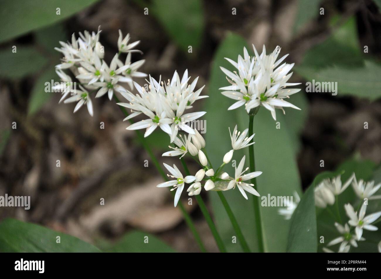 Allium ursinum wächst im Wald, in der Wildnis Stockfoto