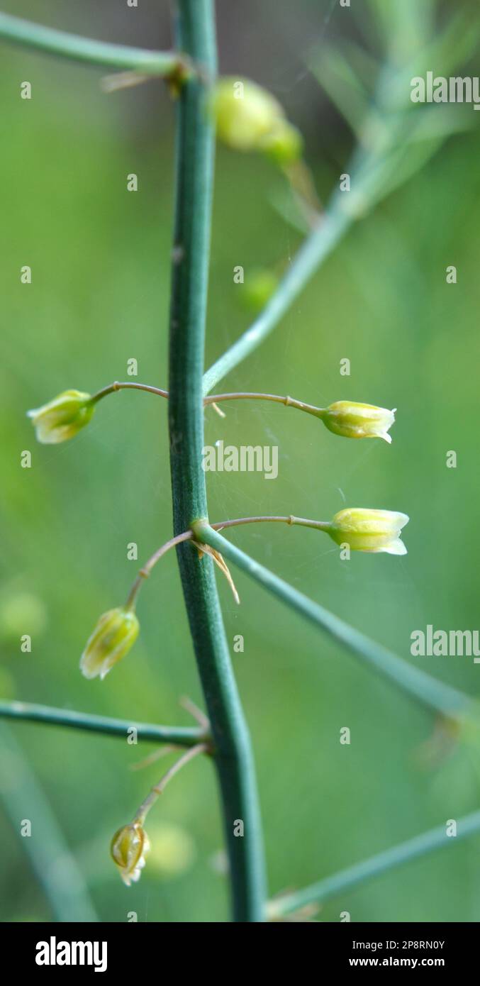 Spargel wächst im Garten, einer essbaren, medizinischen und dekorativen Pflanze Stockfoto
