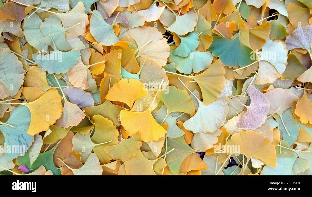 Herbstblätter von einem Ginko-Baumteppich auf dem Boden von Connecticut an einem schönen Oktobertag Stockfoto