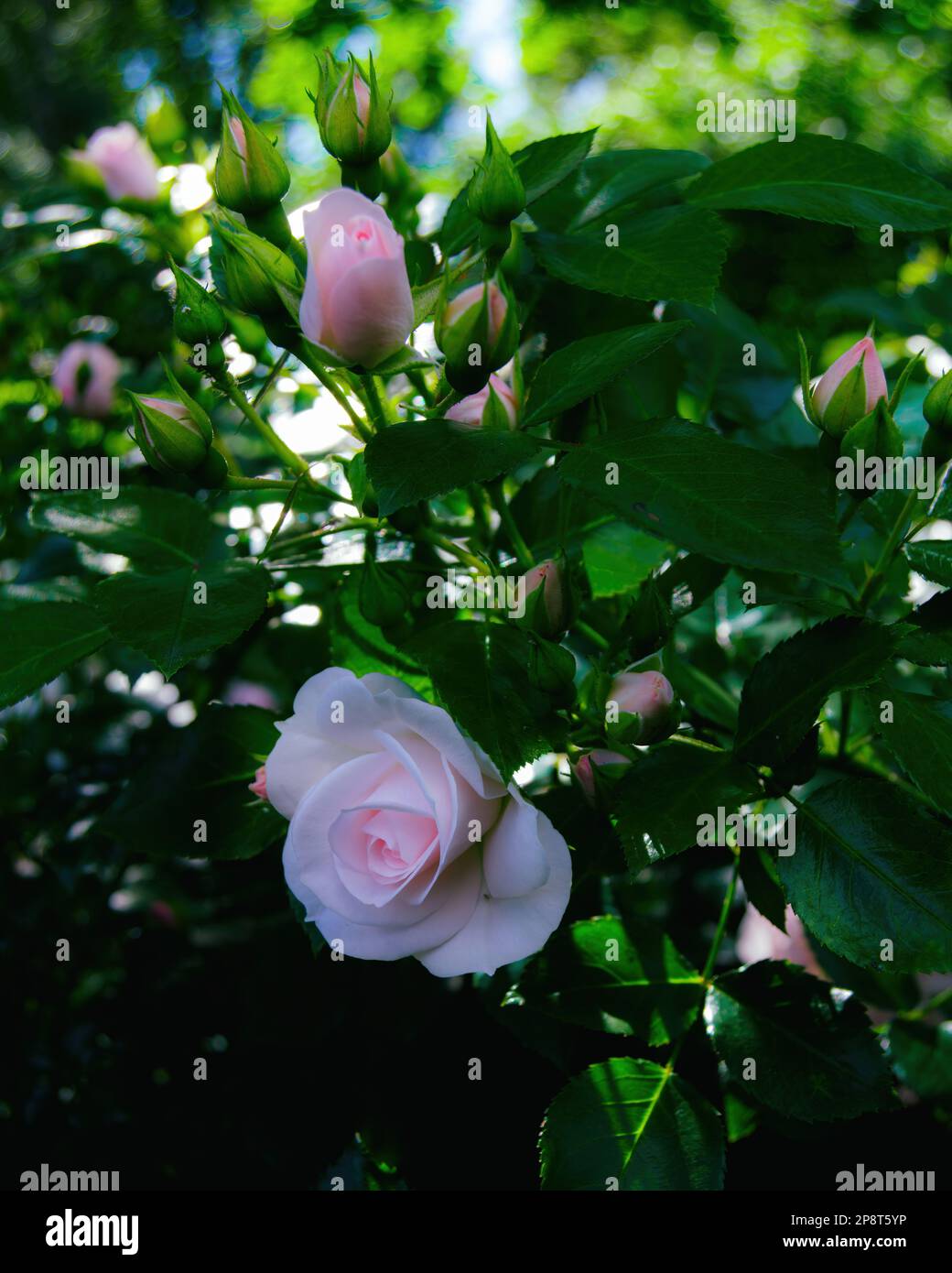 Rosa Aspirin, gemahlener Strauß ist aufgewachsen. Romantische, hellrosa Blumen. Subtile Hybrid-Tea-Rose-Pflanze. Schöne Standardrose. Stockfoto