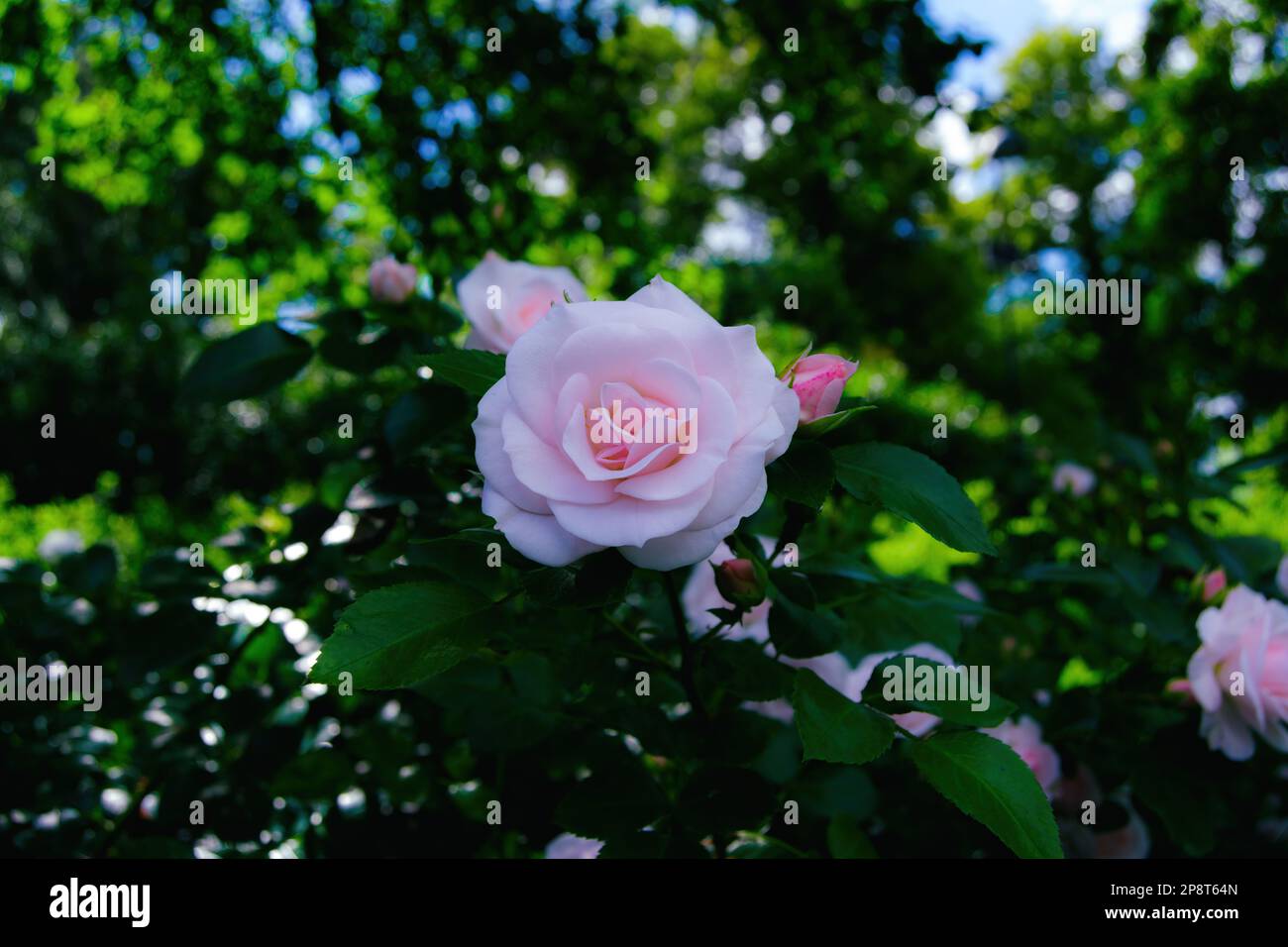 Rosa Aspirin, gemahlener Strauß ist aufgewachsen. Romantische, hellrosa Blumen. Subtile Hybrid-Tea-Rose-Pflanze. Schöne Standardrose. Stockfoto