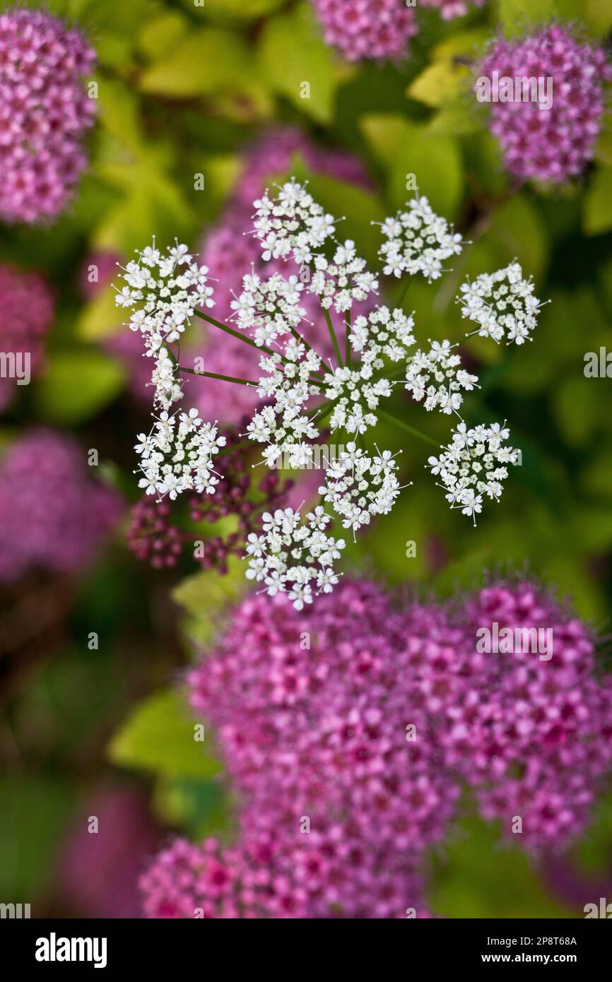 Queen Annes Spitze wächst wild über einem Vermont Garden Stockfoto