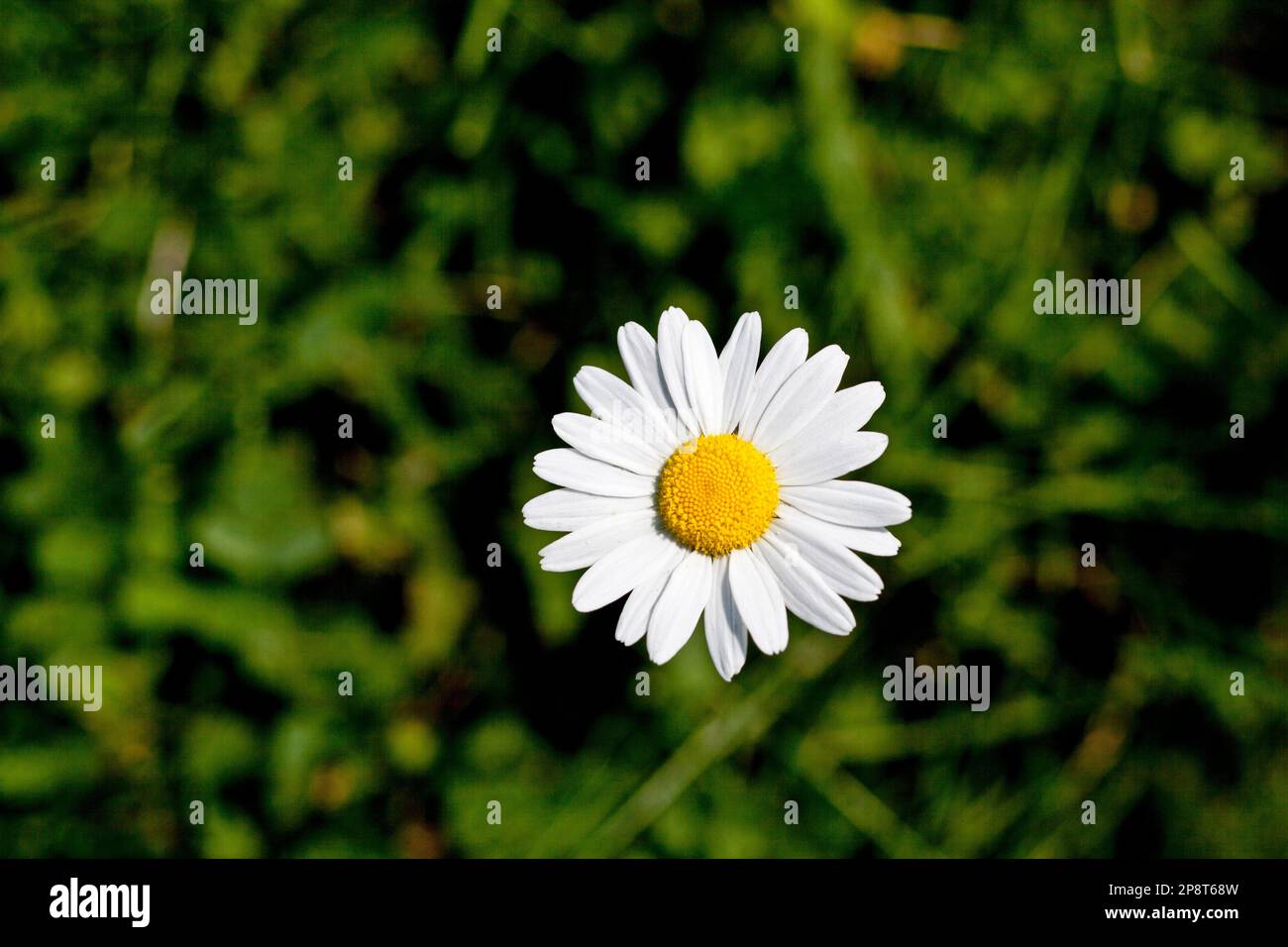 Eine einzige Gänseblümchen, die auf einem grünen Feld wächst Stockfoto