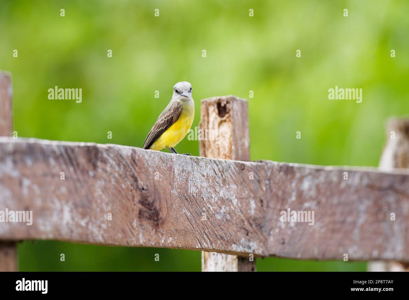 Tropischer Kingbird am Zaun in Costa Rica Stockfoto