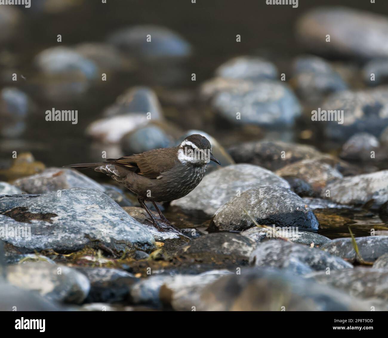 Nahaufnahme eines dunklen Bäuchen-Ciclodes, hoch oben auf einem Felsen in der Nähe eines Bachs Stockfoto