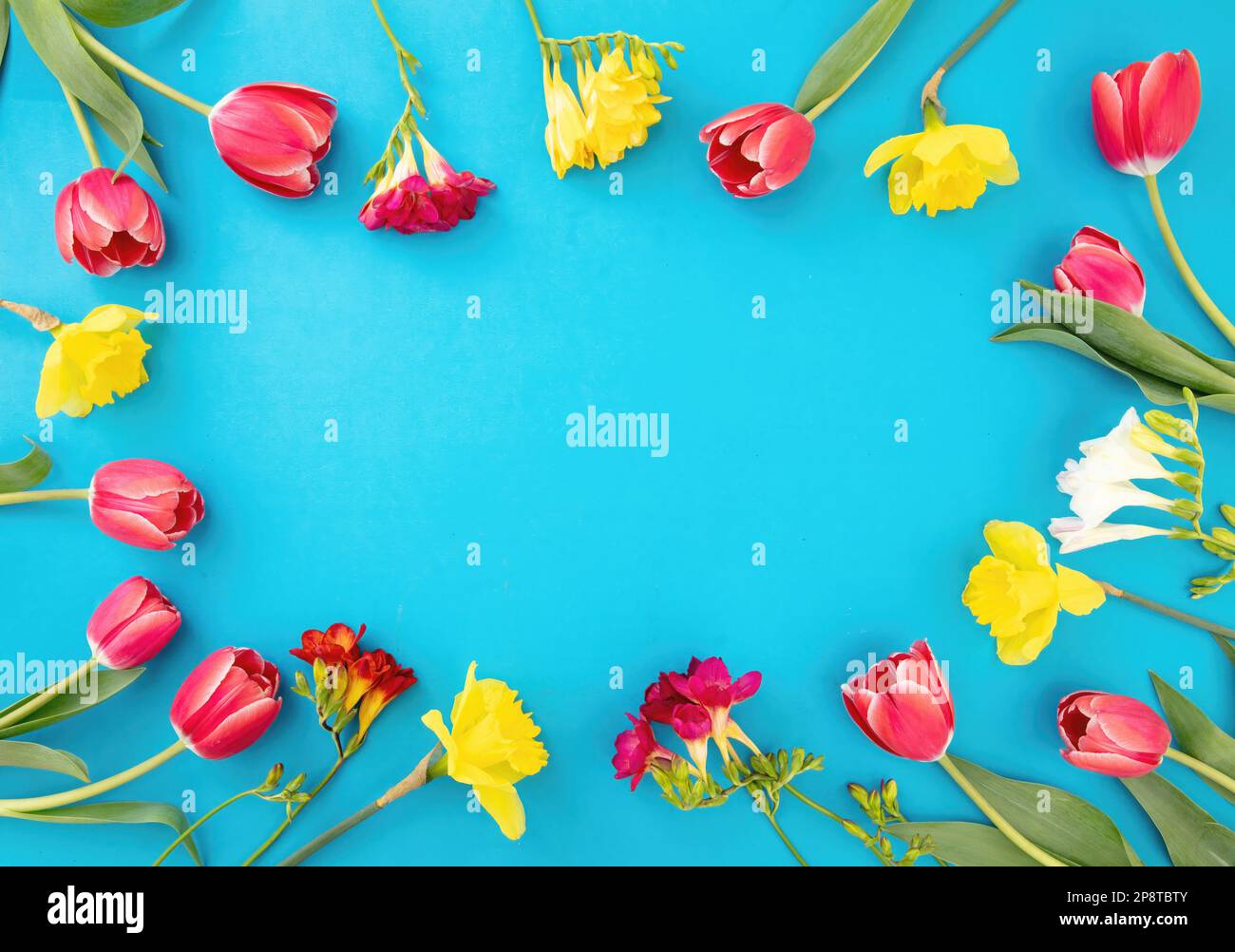 Frühlingsblumen Rahmen auf blauem Hintergrund, Kopierraum. Frohe Ostern, Frau, Muttertag Kartenvorlage Stockfoto