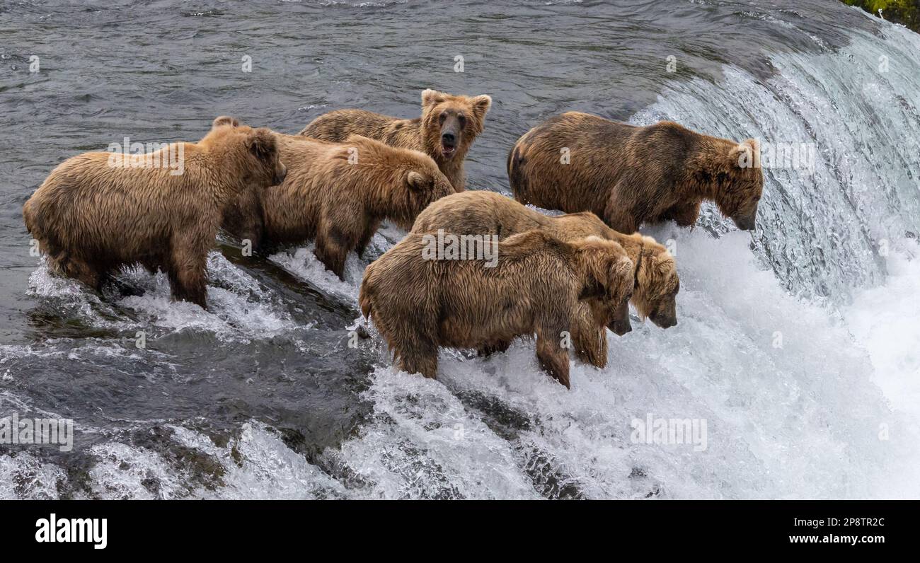 Grizzly-Bären-Angeln Stockfoto