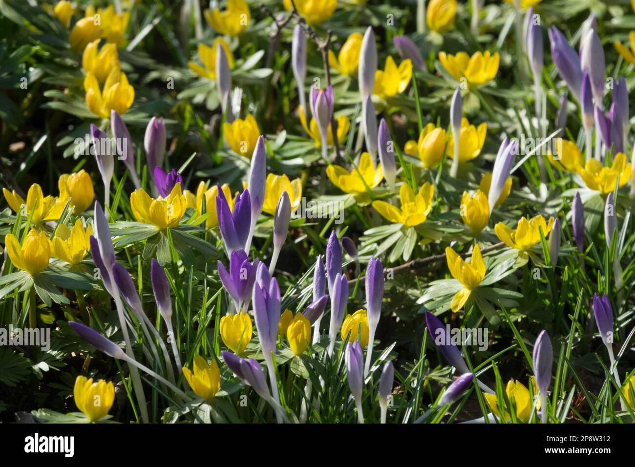 Winterakoniten Krokusse gemischte Frühlingsblumen bienenfreundliche Pflanzen Stockfoto