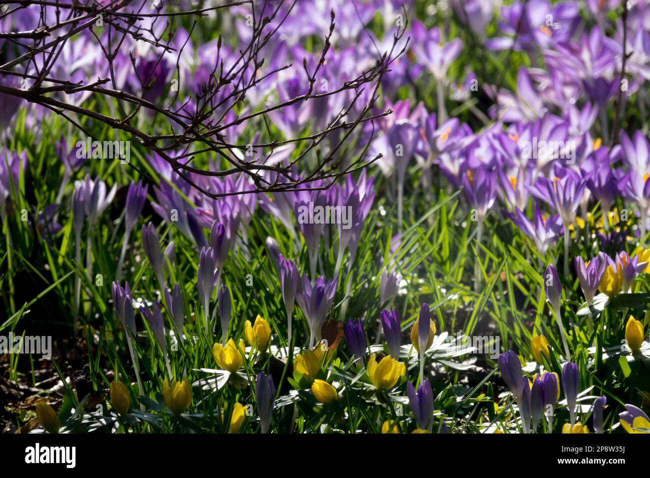 Frühlingswiesen mit vielen blühenden Krokussen, Winterakoniten in Gartenblumen unter Sträuchern, Winter Aconite Crocus Stockfoto