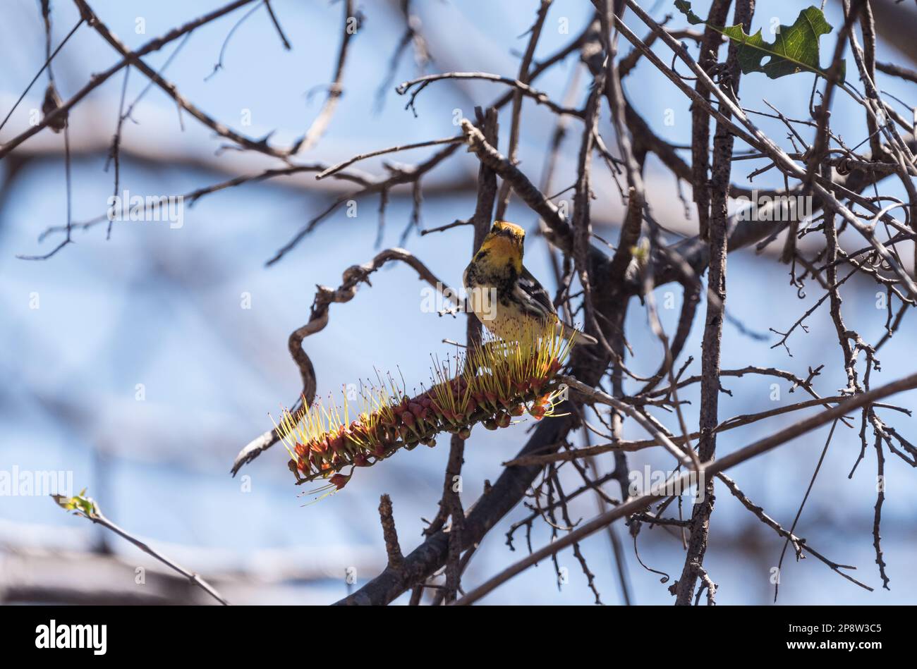 Der Schwarzkehlzüchter Green Warbler (Setophaga virens) in Mexiko Stockfoto