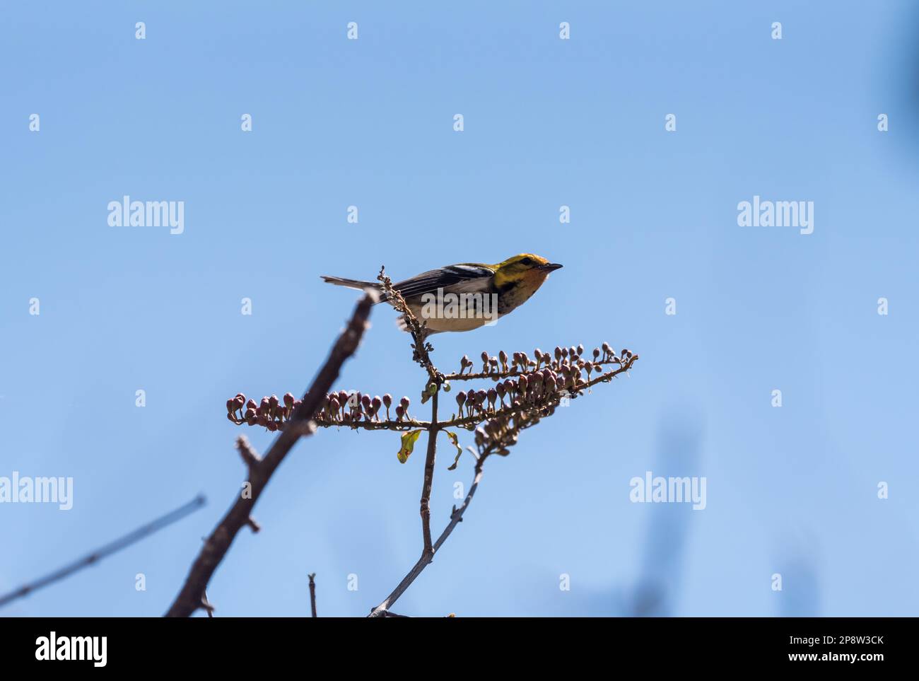 Der Schwarzkehlzüchter Green Warbler (Setophaga virens) in Mexiko Stockfoto