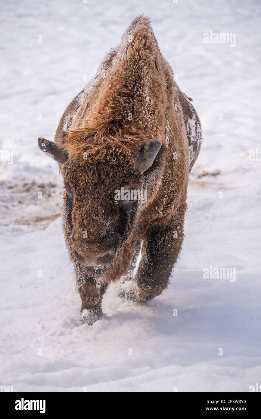 Wisente, Bison bonasus Stockfoto