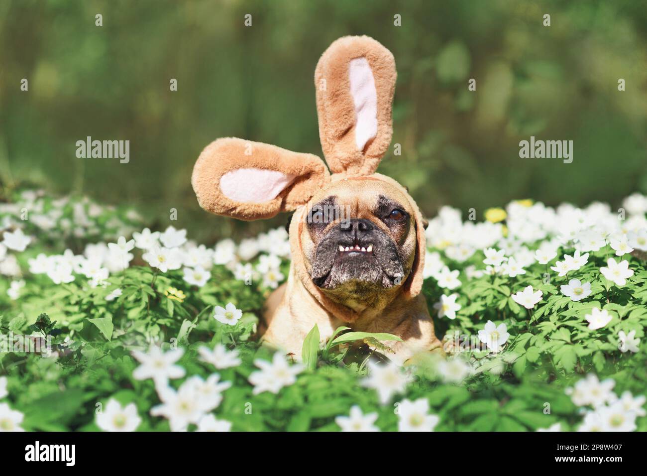 Lustiger französischer Osterhund mit Kaninchenkostüm-Ohren zwischen den Frühlingsblumen Stockfoto
