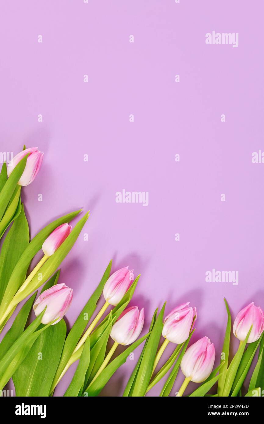 Tulpenblumen mit pinkfarbenen Spitzen in einer Ecke mit violettem Hintergrund und Kopierbereich Stockfoto