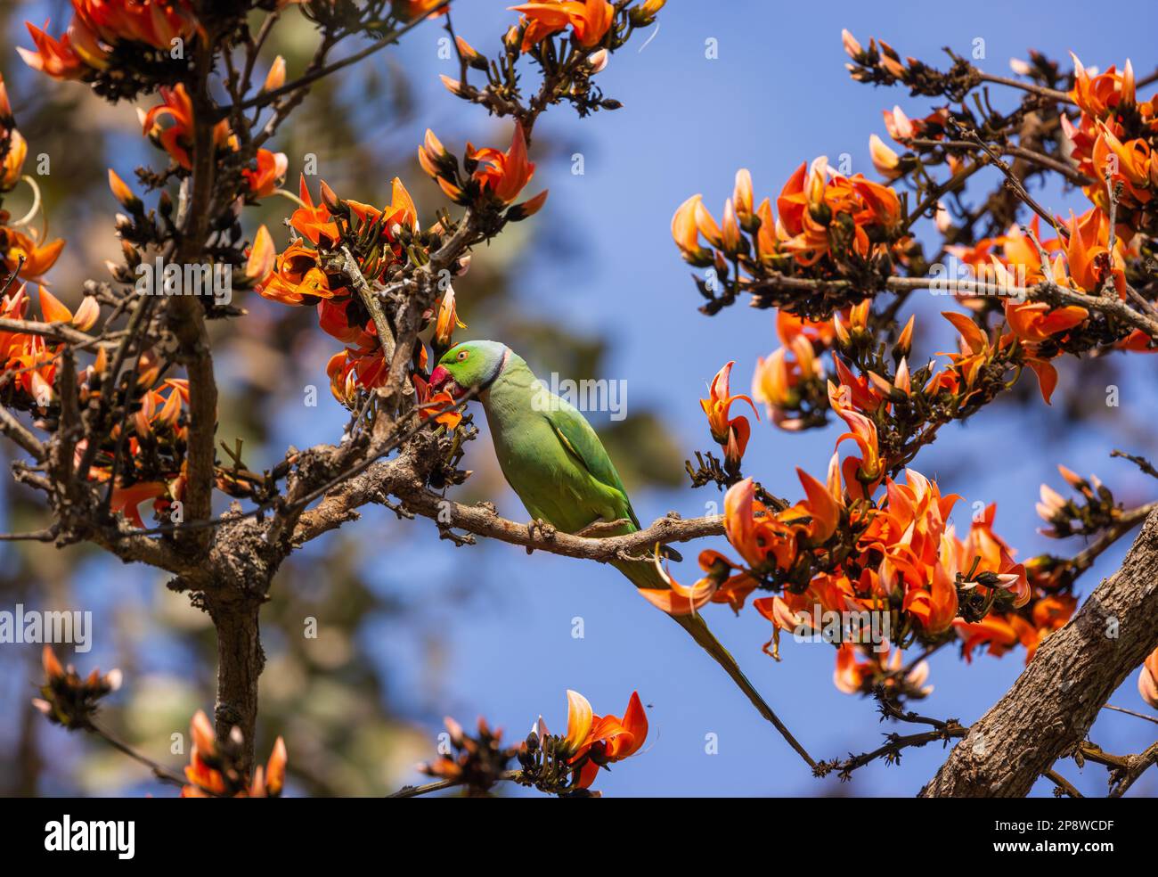 Ein Rosengarnsittich auf einem Zweig des „Flame of the Forest“-Baumes im Nagarhole-Nationalpark (Indien) Stockfoto