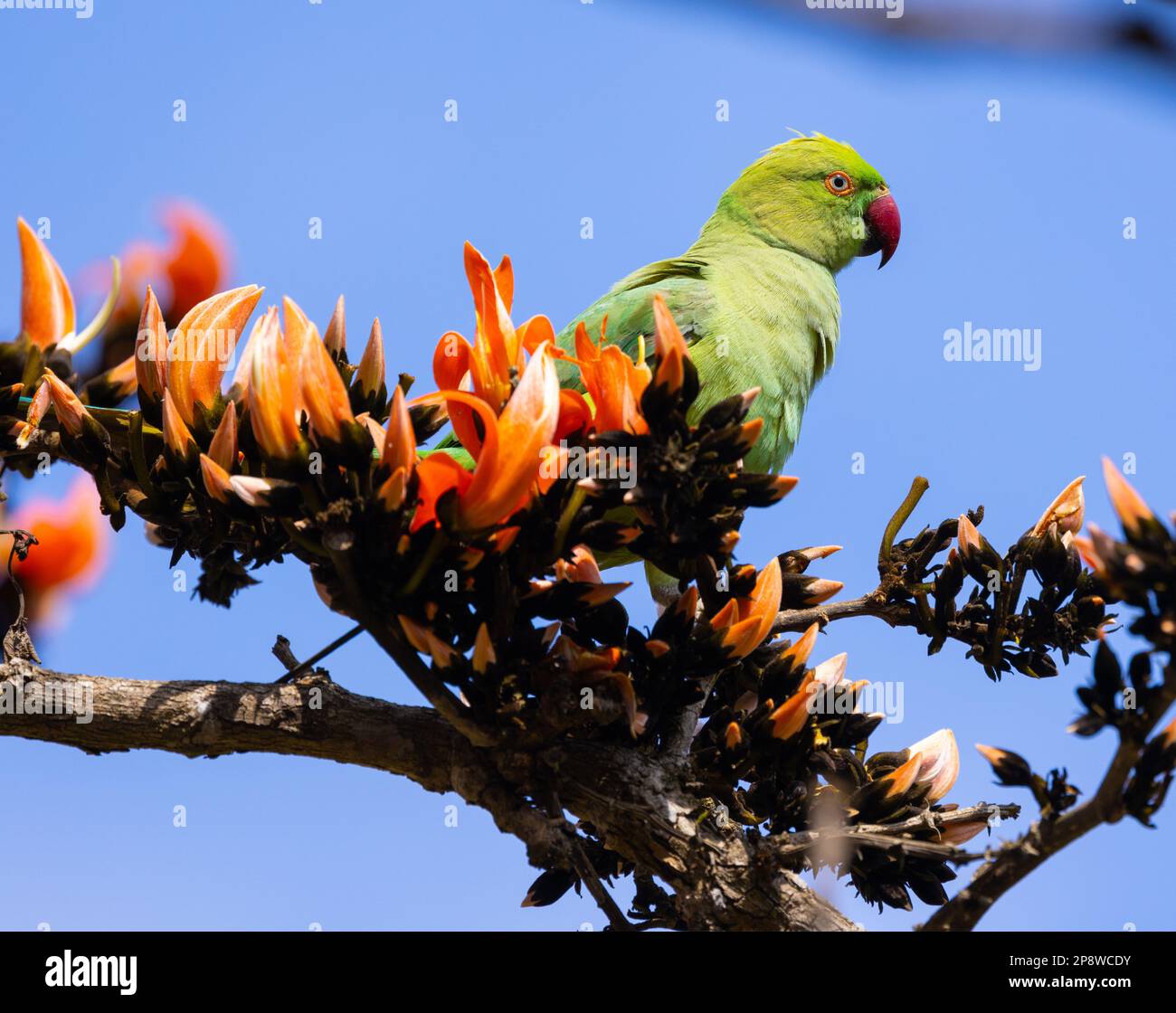 Ein Rosengarnsittich auf einem Zweig des „Flame of the Forest“-Baumes im Nagarhole-Nationalpark (Indien) Stockfoto