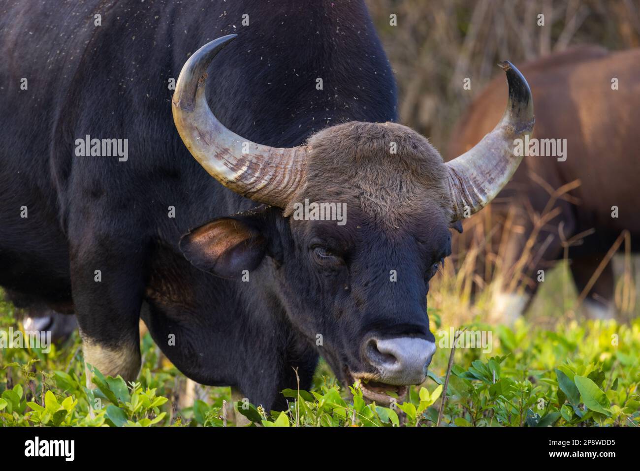 Ein Gaur (indische Bison), der im Nagarhole-Nationalpark (Karnataka, Indien) fotografiert wurde Stockfoto