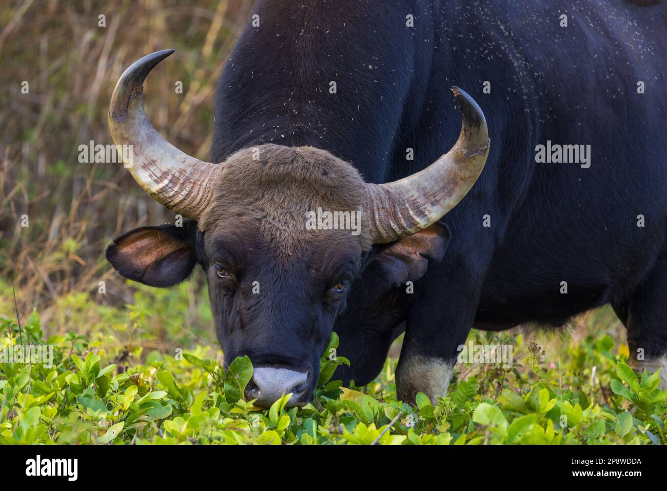 Ein Gaur (indische Bison), der im Nagarhole-Nationalpark (Karnataka, Indien) fotografiert wurde Stockfoto