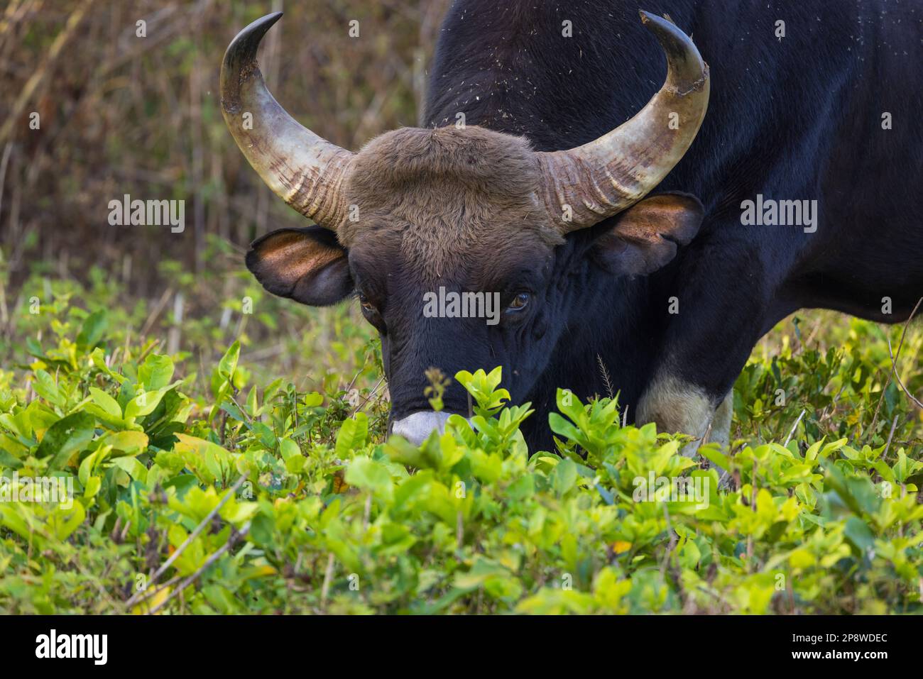 Ein Gaur (indische Bison), der im Nagarhole-Nationalpark (Karnataka, Indien) fotografiert wurde Stockfoto