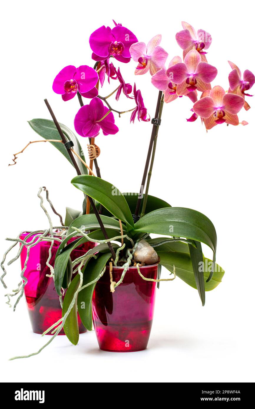 Phalaenopsis Orchideenbusch im Topf auf weißem Hintergrund Stockfoto