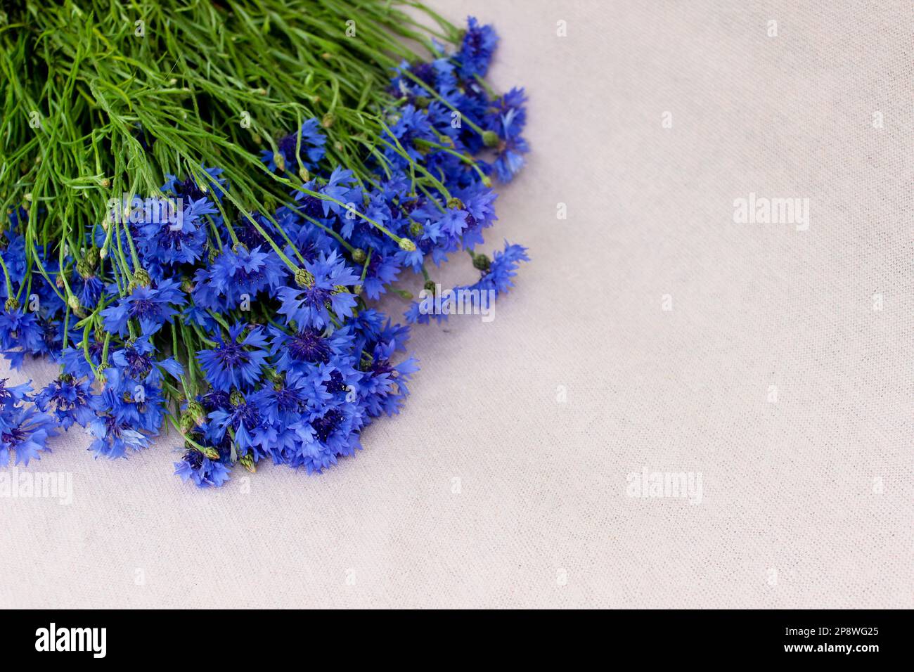 Wunderschöner Blumenstrauß auf pinkfarbenem Hintergrund, ein Haufen Maisblumen mit kostenlosem Platz für Text, Draufsicht, flach liegend, Bild für Tapete, poste Stockfoto