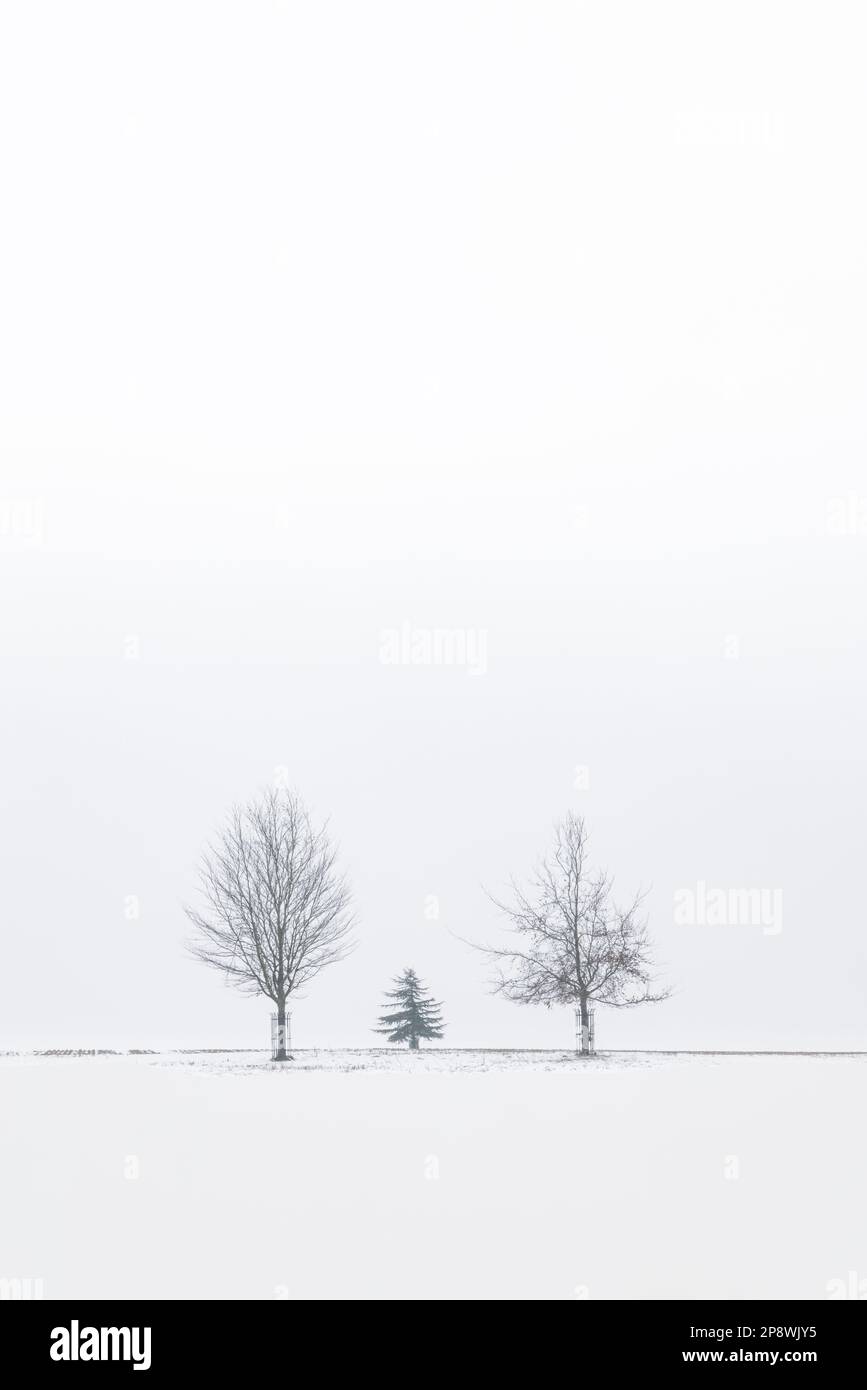 Northamptonshire, England: Ein minimalistisches Porträtbild von drei Bäumen am Horizont eines schneebedeckten Feldes unter einem funkellosen weißen Himmel. Stockfoto