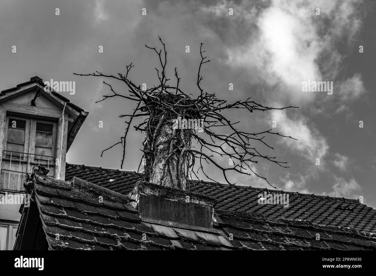 Vogelnest auf dem modrigen Dach eines alten Gebäudes (B/W) Stockfoto