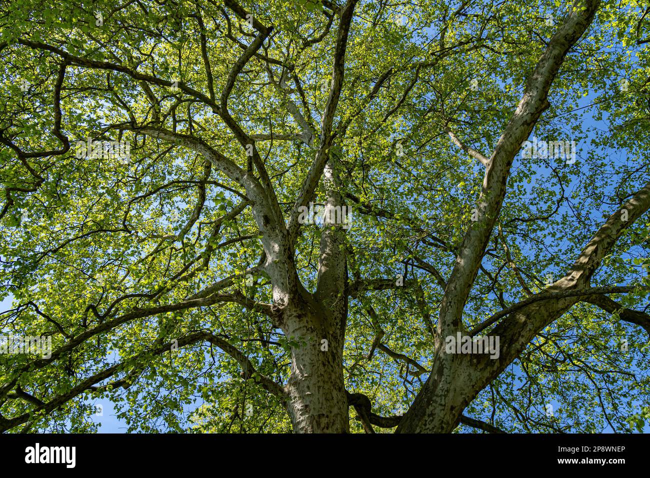 Große und hohe Krone des grünen Baumes Stockfoto