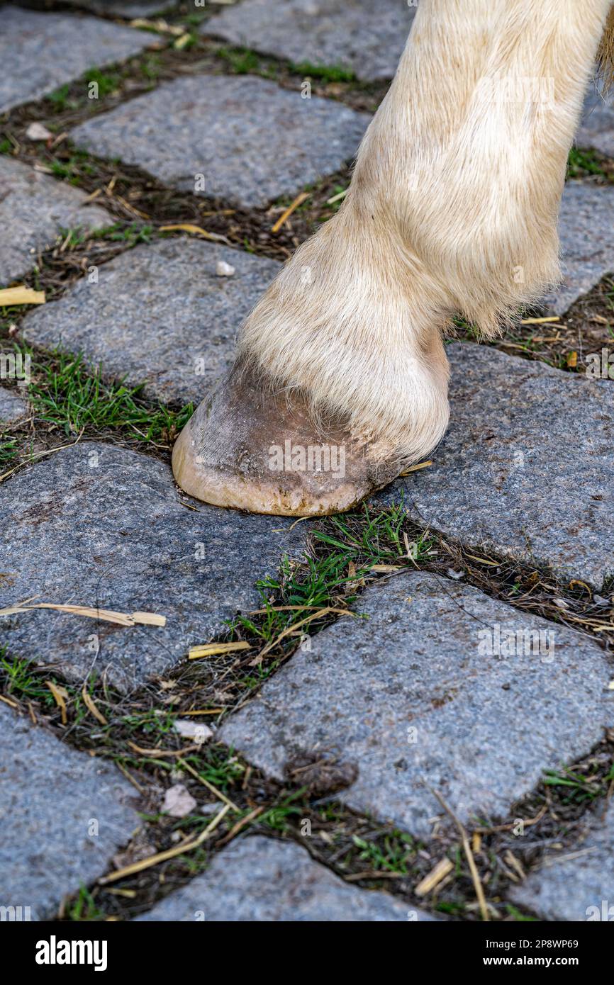HUF eines Pferdes auf grauen Pflastersteinen Stockfoto