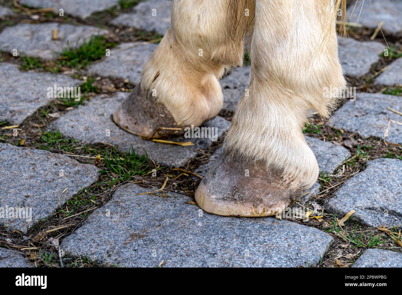 Hufe eines Pferdes auf grauen Pflastersteinen Stockfoto